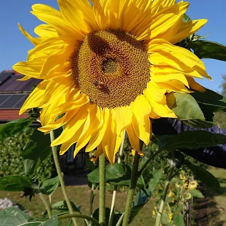 Im Seedorf Im Muensterland