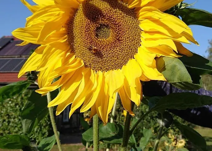 Im Seedorf Im Muensterland